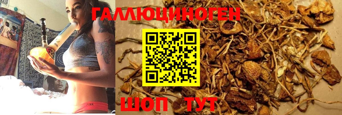 Галлюциногенные грибы Psilocybine cubensis Жуковский